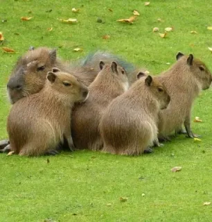 👨‍👩‍👧‍👦 Kapibara, Zwierzęta, Dzikie zwierzęta, Gryzoń, Ssaki, Grupa telegram sticker