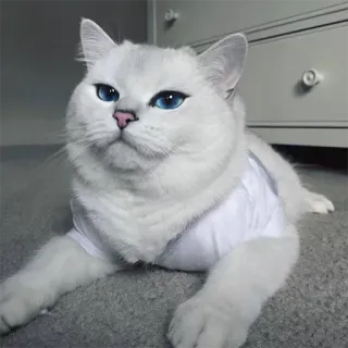 🙂 gato, animal de estimação, animal, fofo, gato branco, olhos azuis, gato doméstico telegram sticker