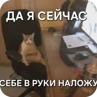 🫥 cat ДА Я СЕЙЧАС СЕБЕ В РУКИ НАЛОЖУ cat, meme, funny, office, computer, desk, russian telegram sticker