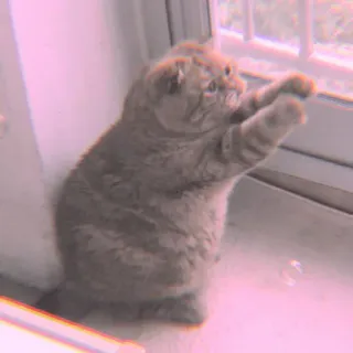 🐾 Katze, Fenster, Haustier, Tier, süß, häuslich, Katzenartig whatsapp sticker