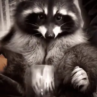 😭 mapache, animal, bebiendo, vaso, mono whatsapp sticker