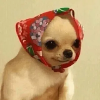 💕 hond, chihuahua, sjaal, dier, lief, babushka telegram sticker