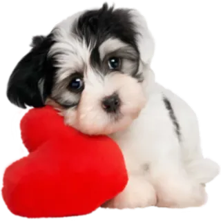 💝 Welpe, Hund, Herz, süß, Haustier, Tier telegram sticker