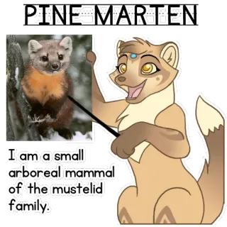 🎓 PINE MARTEN I am a small arboreal mammal of the mustelid family. telegram sticker