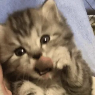 🥺 котёнок, кошка, животное, милый, питомец whatsapp sticker
