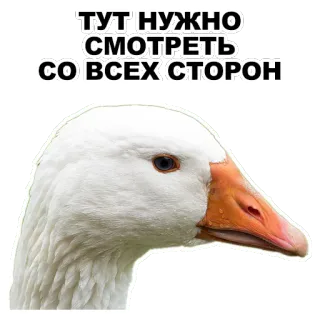 😉 ТУТ НУЖНО СМОТРЕТЬ СО ВСЕХ СТОРОН oie, oiseau, animal, texte, mème whatsapp sticker
