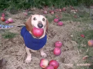 🌟 狗, 腊肠犬, 苹果, 动物, 可爱, 宠物 telegram sticker
