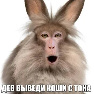 🤩 ДЕВ ВЫВЕДИ КОШИ С ТОНА animal, monkey, rabbit, funny, hybrid telegram sticker