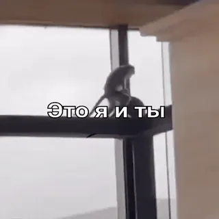 🐵 Это я и ты mono, amor, relación, meme whatsapp sticker