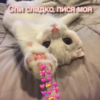 😴 Спи сладко, пися моя кот, сердечки, сон, милый, оскорбительный telegram sticker