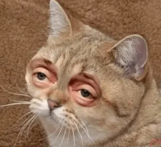 😐 human-faced cat telegram sticker