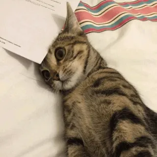 😿 cat, kitten, funny, animal, pet, paper telegram sticker