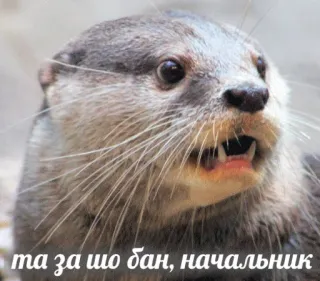 🛑 та за шо бан, начальник otter, funny, meme, animal, cute telegram sticker
