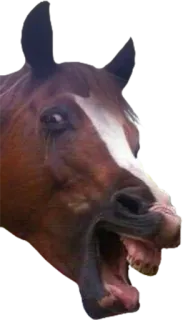 😂 Pferd, Tier, Säugetier, Pferdeartig, Nutztier telegram sticker