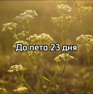 ☀️ До лета 23 дня verano, cuenta atrás, naturaleza, flores, días, luz del sol telegram sticker