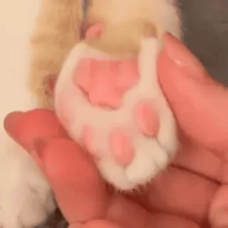 🐾 кошачья лапка, животное, питомец, милый, розовый, подушечки лап telegram sticker