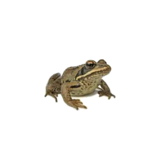 🐸 Frosch, Tier, Wildtier, Amphibie, Natur whatsapp sticker
