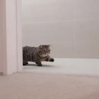 🖇 gato, animal doméstico, mascota, lindo, animal whatsapp sticker
