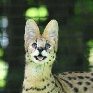 😛 Serval, Katze, Tier, Wildkatze, Felidae, Savanne whatsapp sticker