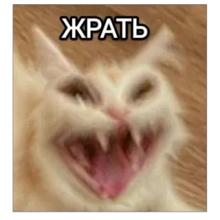 🌭 ЖРАТЬ Katze, hungrig, Meme, Tier telegram sticker