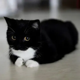 🐾 Katze, schwarz-weiße Katze, Tier, Haustier, süß, Haustier, Kätzchen telegram sticker