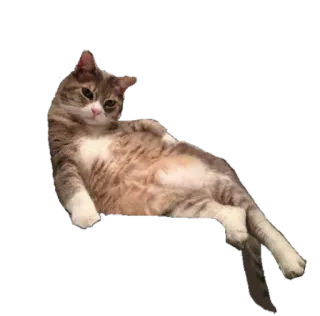 😉 cat, animal, pet, domestic cat, feline telegram sticker