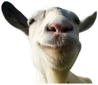 😃 goat, animal, farm, white, domestic telegram sticker