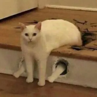 😐 gatto, animale, gatto bianco, divertente, animale domestico, animale domestico telegram sticker