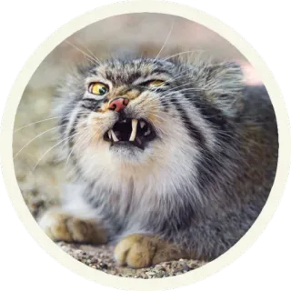 😡 кот, злой, животное, дикий кот, манул, истерика, зубы telegram sticker