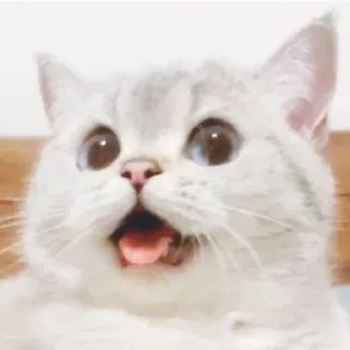 😁 Katze, Kätzchen, lustig, süß, Tier, Hauskatze, Säugetier, Haustier telegram sticker