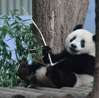 🐼 panda, animal, lindo, bambú, naturaleza telegram sticker