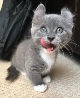 😋 котёнок, кот, милый, серый, питомец, животное, домашний, язык telegram sticker
