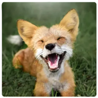 😄 fox, animal, wildlife, cute, happy, smiling telegram sticker