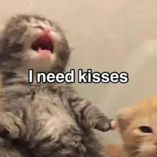 🤩 I need kisses chat, chaton, bisous, mignon, mème, animaux whatsapp sticker