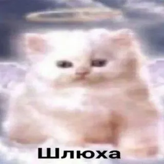 🤗 Шлюха Katze, beleidigend, Schimpfwort telegram sticker