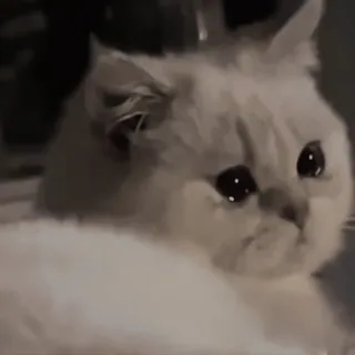 😭 Sad Cat whatsapp sticker
