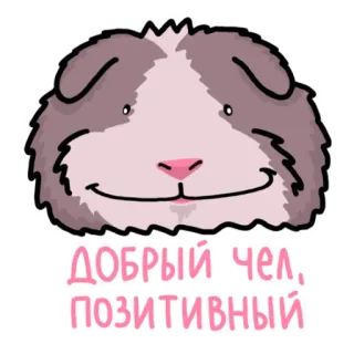 🙂 ДОБРЫЙ ЧЕЛ, ПОЗИТИВНЫЙ морская свинка, милый, животное, питомец, позитивный, дружелюбный telegram sticker