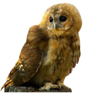 😒 owl, bird, wildlife, animal, nature telegram sticker