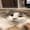 😺