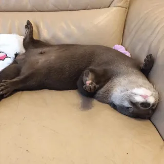 😴 loutre, animal, mignon, allongé, détente, mammifère telegram sticker