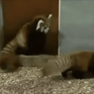 🤼 Panda rosso, Animale, Zoo, Carino, Fauna selvatica telegram sticker