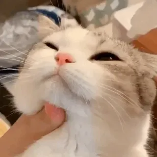 🐈 แมว, สัตว์เลี้ยง, สัตว์, สัตว์เลี้ยง, ลูกแมว, น่ารัก telegram sticker