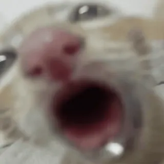 😅 cat, yelling, animal, meme, funny, domestic animal telegram sticker