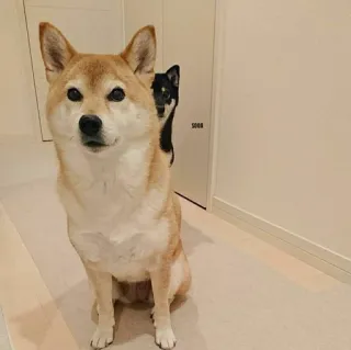 🤫 anjing, shiba inu, hewan peliharaan, hewan, imut, hewan peliharaan, hewan pendamping whatsapp sticker