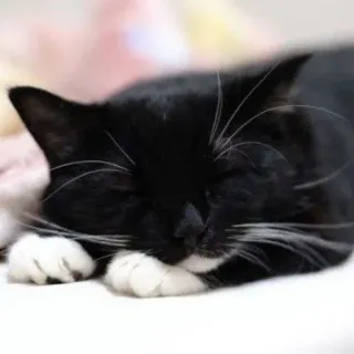 🐾 Katze, Tier, Schwarzweiß, schlafend, Haustier, süß, Haustier telegram sticker
