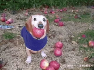 🌟 狗, 腊肠犬, 苹果, 水果, 可爱, 动物, 宠物 telegram sticker