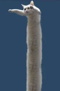 🎀 cat, long, neck, tall, stretched, funny whatsapp sticker