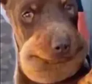 🤩 hond, gezwollen, bijensteek, dier, huisdier, grappig, meme telegram sticker