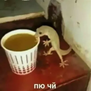 💬 ПЮ ЧЙ ящерица, чай, чашка, животное, напиток telegram sticker