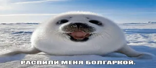 😈 РАСПИЛИ МЕНЯ БОЛГАРКОЙ. seal, animal, meme, cute, arctic, wildlife telegram sticker